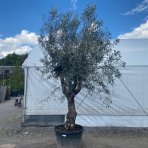 Olivovník európsky (Olea europaea) ´LECCINO´ – výška 280–310 cm, obvod kmeňa 50–60 cm, výška kmienka 80–90 cm, kont. C150L - NA KMIENKU